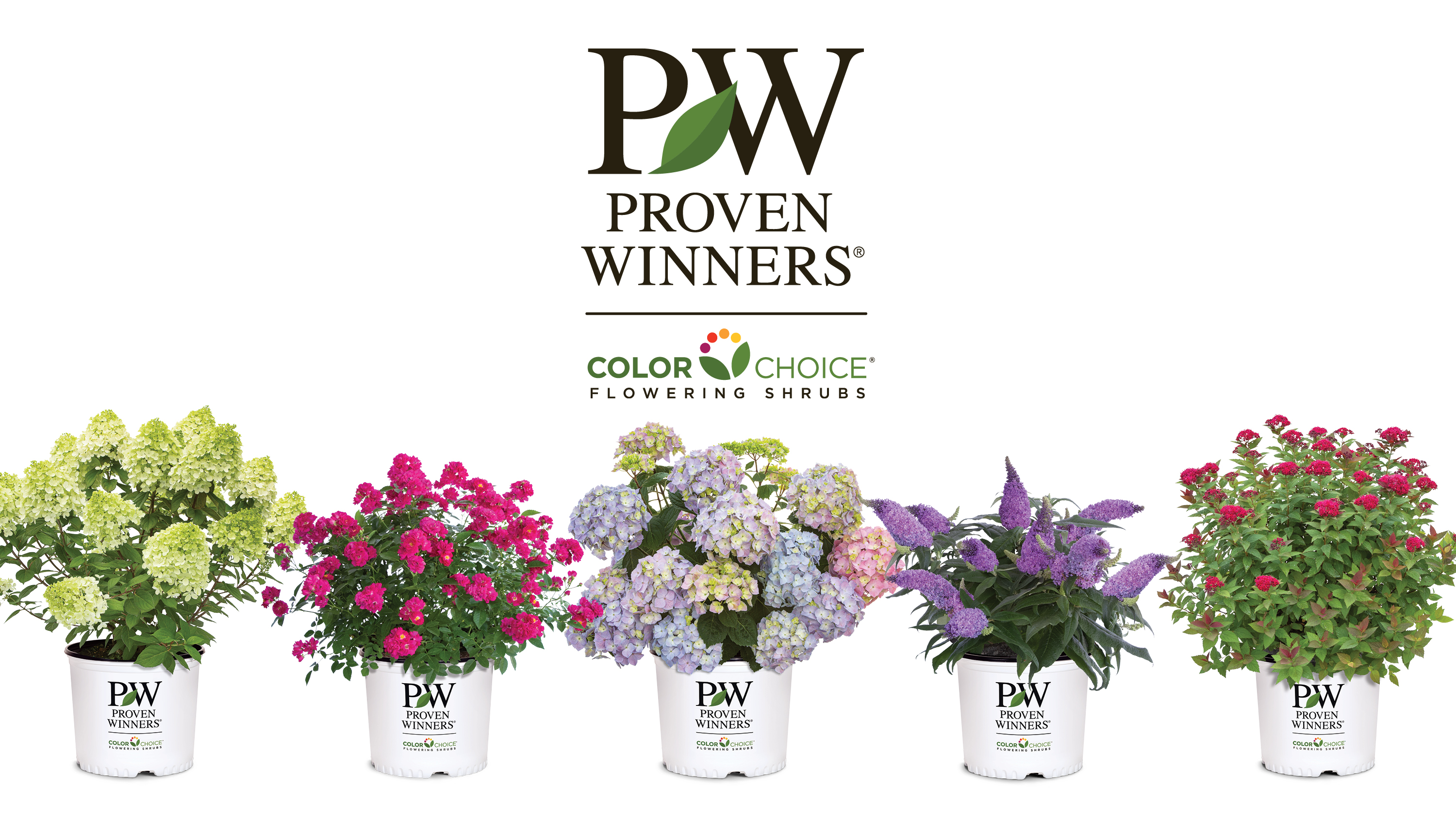 Proven Winners ColorChoice Shrubs