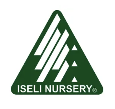 ielsi